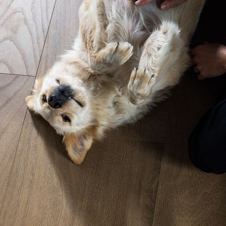 Floorté Elite Pet-Friendly Luxury Vinyl